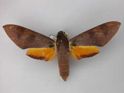 Image of White-brow Hawkmoth