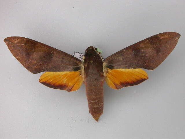 Image of White-brow Hawkmoth
