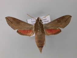 Image of Vine hawk moth