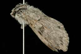 Image of Piney Moth