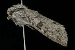 Image of Piney Moth