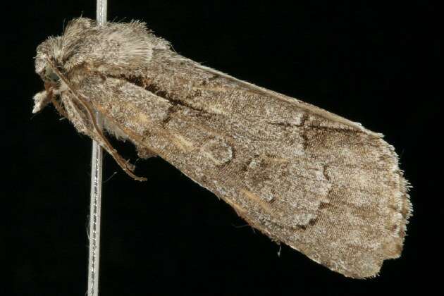 Image of Radcliffe's Dagger-moth