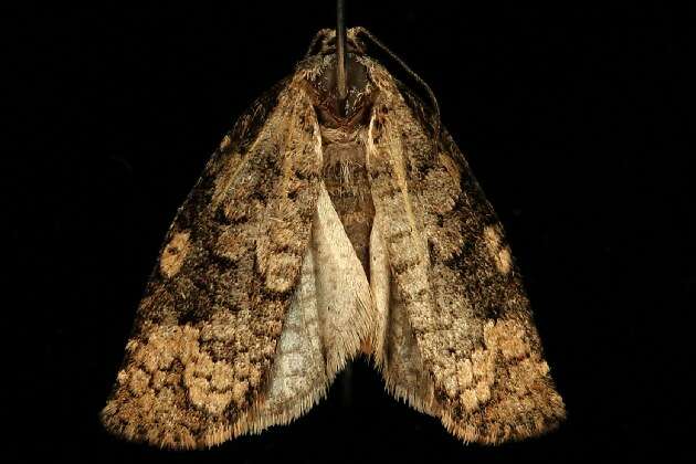 Image of Archips tsuganus Powell 1962