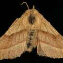 Image of Malacosoma californica pluvialis Dyar 1893