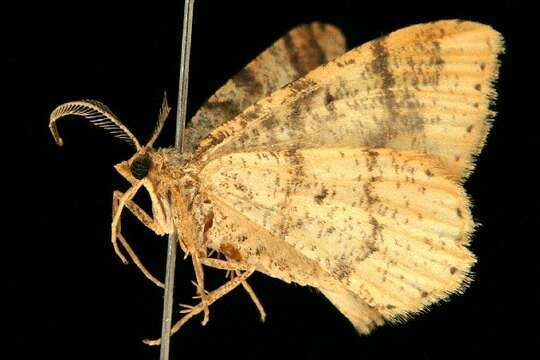 Image of Macaria plumosata (Barnes & McDunnough 1917)