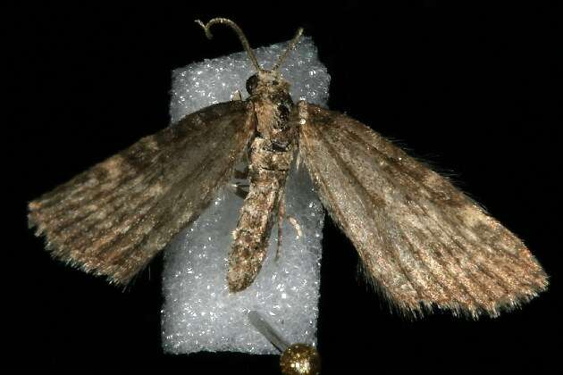 Image of <i>Eupithecia sharronata</i>