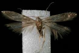 Image of Monochroa fragariae Busck 1919