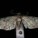 Image de Eupithecia subcolorata Hulst 1896