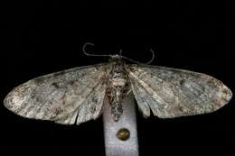 Image of Eupithecia subcolorata Hulst 1896