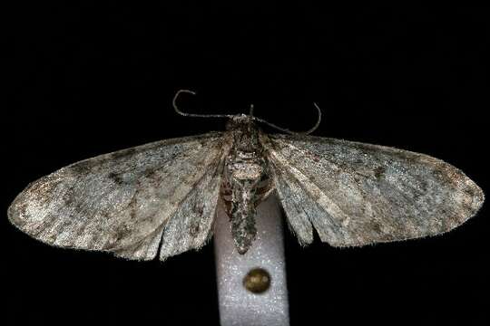 Image de Eupithecia subcolorata Hulst 1896