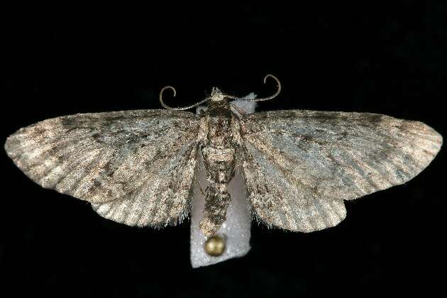 Image of Eupithecia subcolorata Hulst 1896