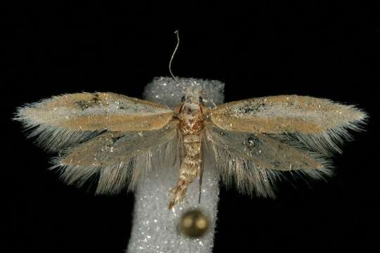 Image of Pine Needle Sheathminer Moth