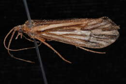 Image of Clistoronia (Clistoroniella) flavicollis (Banks 1900)