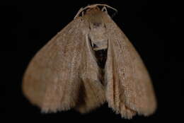 Image of Scopula luteolata Hulst 1880