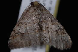 Image of Pearsall's Carpet Moth