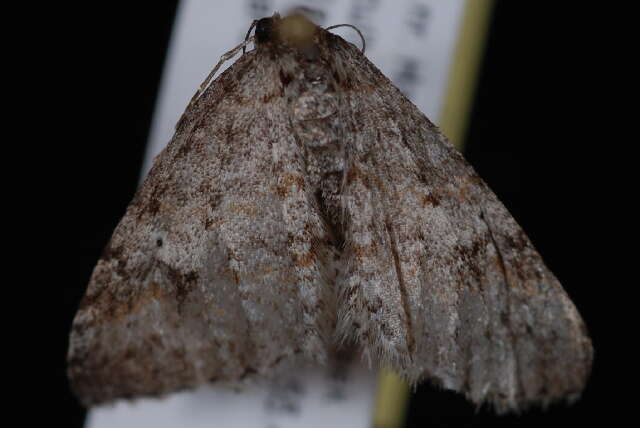 Image of Pearsall's Carpet Moth