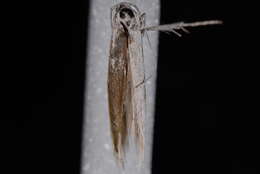 Image of Coleophora