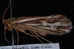 Image of Clistoronia (Clistoroniella) flavicollis (Banks 1900)