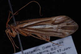 Image of Clistoronia (Clistoroniella) flavicollis (Banks 1900)