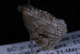 Image of Pearsall's Carpet Moth