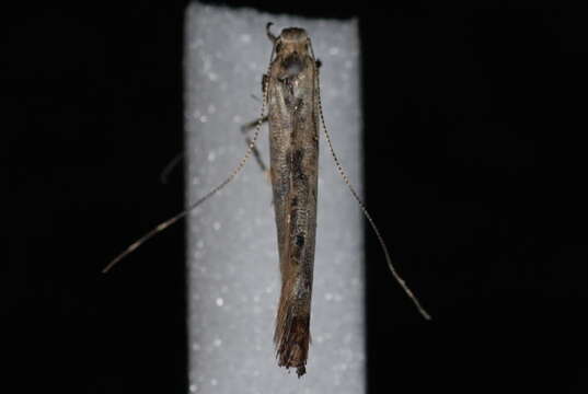 Image of Caloptilia strictella (Walker 1864)