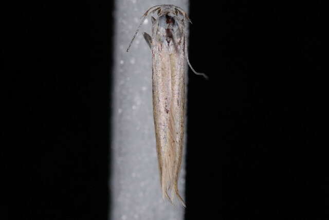 Image of Coleophora