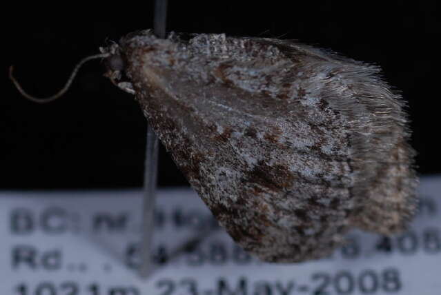 Image of Pearsall's Carpet Moth