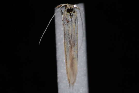 Image of Coleophora