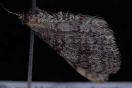 Image of Pearsall's Carpet Moth