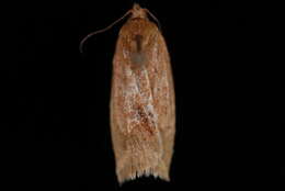 Image of Argyrotaenia dorsalana Dyar 1902