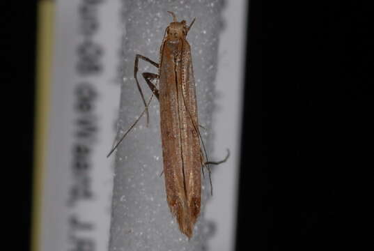 Image of Alder Leafminer