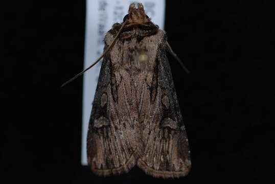 Image of <i>Agrotis antica</i>