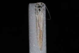 Image of Coleophora