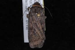 Image of Abagrotis duanca Smith 1908