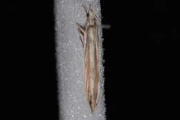 Image of Coleophora