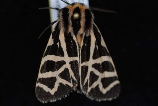 Image of Grammia ornata Packard 1864