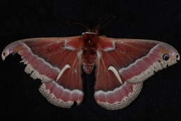 Image of Ceanothus Silkmoth