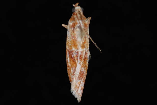 Image of Ponderosa Pine Coneworm Moth