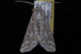 Image of Sagebrush Girdle