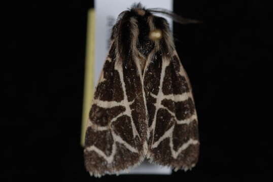 Image of Grammia nevadensis Grote & Robinson 1866