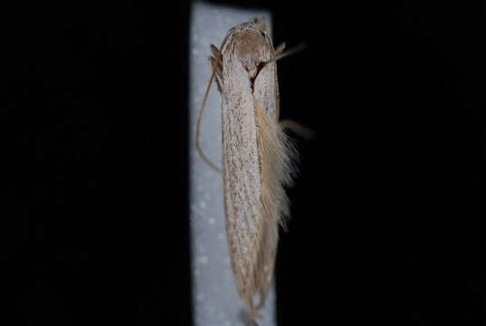 Image of Brown-winged knapweed root moth