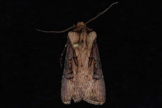 Image of Agrotis obliqua Smith 1903