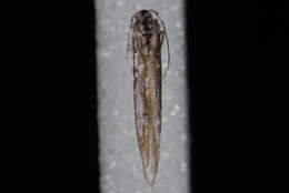 Image of Coleophora