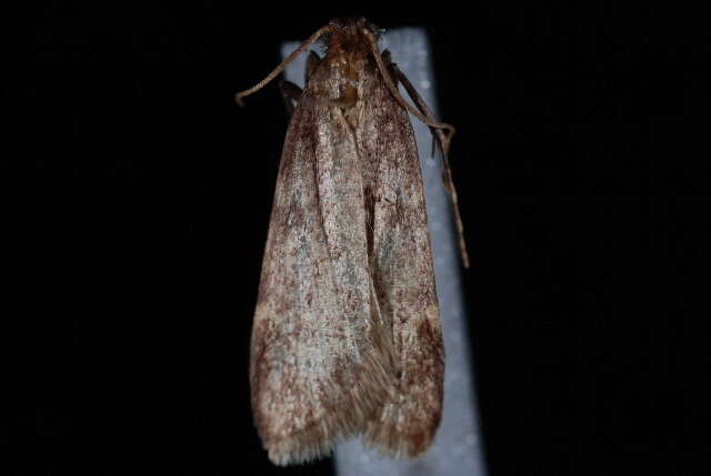 Image of grass moths