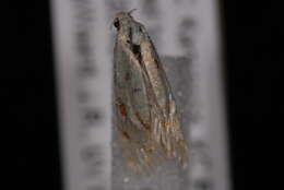 Image of Phtheochroa aureoalbida Walsingham 1895