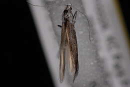 Image of Coleophora