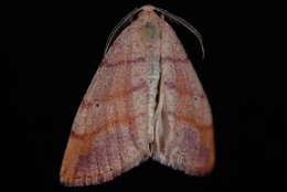 Image of Drepanulatrix falcataria Packard 1876