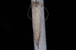 Image of Brown-winged knapweed root moth