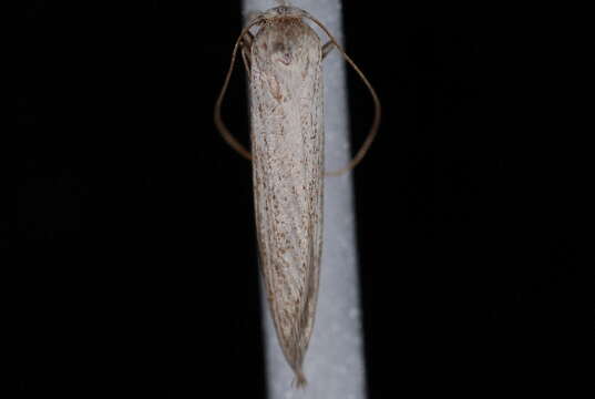 Image of Brown-winged knapweed root moth