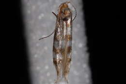 Imagem de Argyresthia quadristrigella Zeller 1873